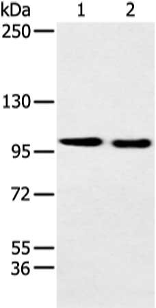 Western Blotting(WB) - EPHB3 Antibody