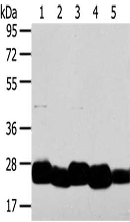 Gel: 8%SDS-PAGE,Lysate: 40 ug,Lane 1-5: HepG2 cells, K562 cells, Hela cells, A549 cells, Mouse intestines tissue,Primary antibody: CSB-PA639635(TMED4 Antibody) at dilution 1/800 dilution,Secondary antibody: Goat anti rabbit IgG at 1/8000 dilution,Exposure time: 1 minute