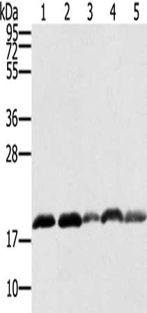 Gel: 12%SDS-PAGE, Lysate: 40 ug, Lane 1-5: K562 cells, hepg2 cells, 231 cells, Jurkat cells, Raji cells, Primary antibody: CSB-PA698004(PTRH2 Antibody) at dilution 1/250, Secondary antibody: Goat anti rabbit IgG at 1/8000 dilution, Exposure time: 20 seconds