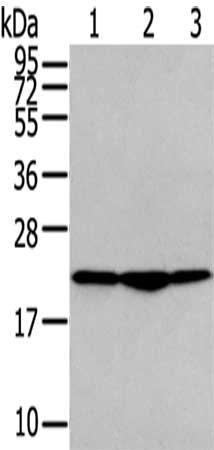 Gel: 12%SDS-PAGE,Lysate: 40 ug,Lane 1-3: PC3 cells, A549 cells, Raji cells,Primary antibody: CSB-PA795013(TMED2 Antibody) at dilution 1/400 dilution,Secondary antibody: Goat anti rabbit IgG at 1/8000 dilution,Exposure time: 3 seconds