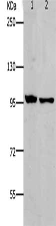 Western Blotting(WB) - NFKB2 Antibody