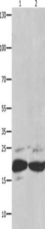 CSB-PA824751