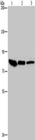 Gel: 6%SDS-PAGE, Lysate: 40 ug, Lane 1-3: Mouse skin tissue, HUVEC cells, Hela cells, Primary antibody: CSB-PA869662(JUP Antibody) at dilution 1/850, Secondary antibody: Goat anti rabbit IgG at 1/8000 dilution, Exposure time: 10 seconds