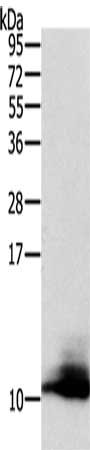 Western Blotting(WB) - CCL13 Antibody