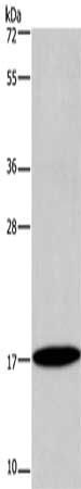 Gel: 8%SDS-PAGE, Lysate: 40 ug, Lane: Mouse bladder tissue, Primary antibody: CSB-PA942367(ID4 Antibody) at dilution 1/300, Secondary antibody: Goat anti rabbit IgG at 1/8000 dilution, Exposure time: 4 minutes
