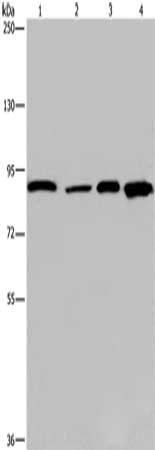 Gel: 6%SDS-PAGE, Lysate: 40 ug, Lane 1-4: Mouse heart tissue, Hela cells, HUVEC cells, mouse skin tissue, Primary antibody: CSB-PA950440(JUP Antibody) at dilution 1/1150, Secondary antibody: Goat anti rabbit IgG at 1/8000 dilution, Exposure time: 10 seconds