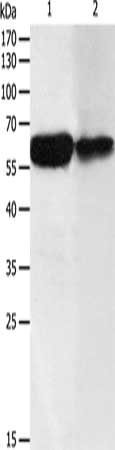 Western Blotting(WB) - DCT Antibody