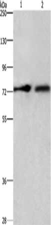 Western Blotting(WB) - CDCP1 Antibody