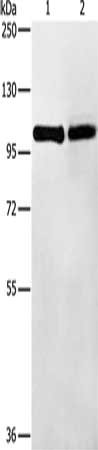 Western Blotting(WB) - TLR1 Antibody