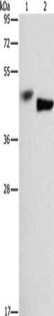 Western Blotting(WB) - BCL3 Antibody