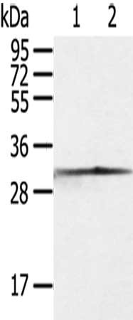 Gel: 10%SDS-PAGE,Lysate: 40 ug,Lane 1-2: Jurkat cells, 293T cells,Primary antibody: CSB-PA984107(CASP3 Antibody) at dilution 1/300 dilution,Secondary antibody: Goat anti rabbit IgG at 1/8000 dilution,Exposure time: 10 seconds