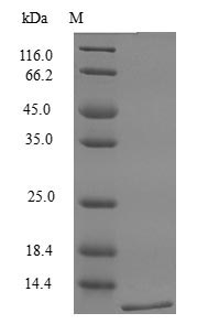 Recombinant Mouse Lymphotactin protein (Xcl1) (Active) - image 1