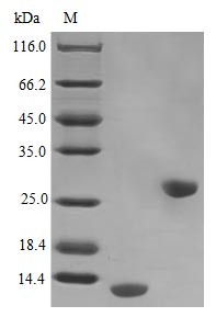 CSB-AP001721HU SDS-page
