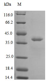 Recombinant Human Interleukin-12 subunit alpha protein (IL12A) (Active)