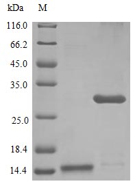 CSB-AP001851HU SDS-page