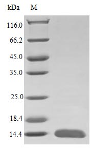 Recombinant Human Glial cell line-derived neurotrophic factor protein (GDNF) (Active) Recombinant Human Glial cell line-derived neurotrophic factor protein (GDNF) (Active)
