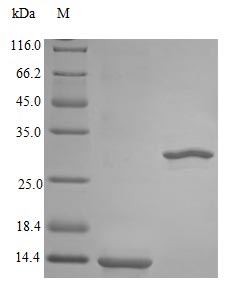 Recombinant Rhesus Macaque Interleukin-5 protein (IL5) (Active) - image 1
