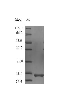 Recombinant Mouse Interleukin-36 gamma protein (Il36g) (Active)