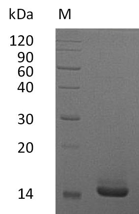 Recombinant Human Granulocyte-macrophage colony-stimulating factor (CSF2) (Active) - image 1