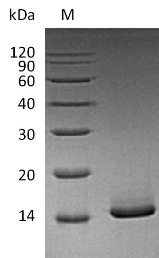 Recombinant Mouse Granulocyte-macrophage colony-stimulating factor (Csf2) (Active) - image 1