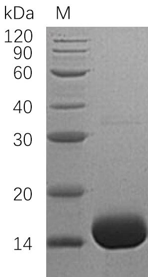 Recombinant Human Interleukin-3 (IL3) (Active) - image 1