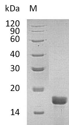 Recombinant Mouse Interleukin-2 (Il2) (Active) - image 1