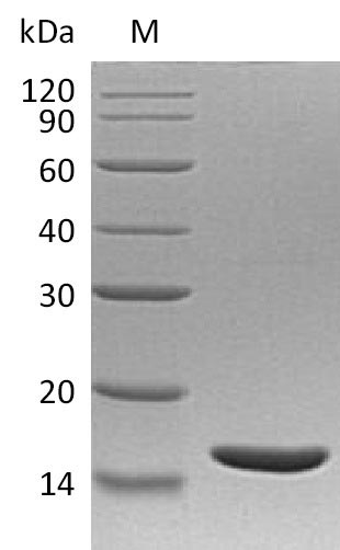 Recombinant Human Lymphotoxin-alpha (LTA) (Active) - image 1