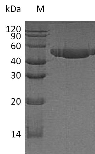 Recombinant Human Nectin-2 (NECTIN2) , partial (Active) - image 1