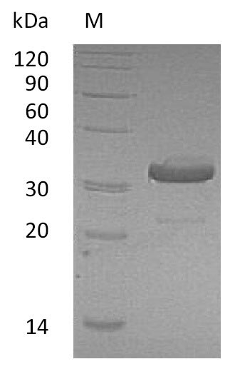Recombinant Human Immunoglobulin heavy constant gamma 1 (IGHG1) , partial (D239E, L241M) (Active) - image 1