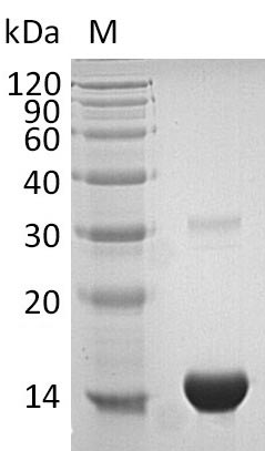 Recombinant Human Thioredoxin (TXN) (Active) - image 1