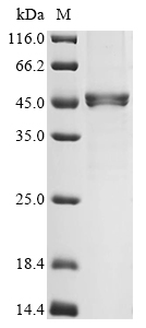 Recombinant Human Actin, alpha cardiac muscle 1 (ACTC1) , partial - image 1