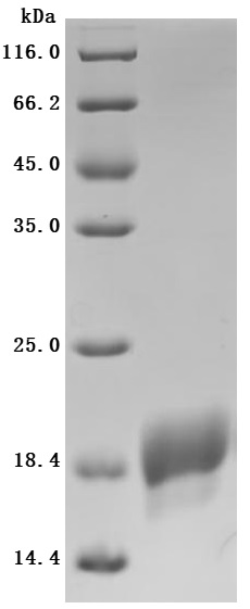 CSB-BP001262HU1 SDS