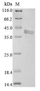 Recombinant Mouse Fructose-bisphosphate aldolase A (Aldoa) - image 1