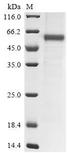 Recombinant Rat Angiopoietin-2 (Angpt2) - image 1