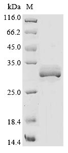 (Tris-Glycine gel) Discontinuous SDS-PAGE (reduced) with 5% enrichment gel and 15% separation gel. (Tris-Glycine gel) Discontinuous SDS-PAGE (reduced) with 5% enrichment gel and 15% separation gel.