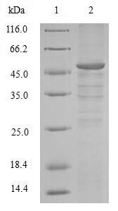 SDS-PAGE- Recombinant protein Human CCNB1