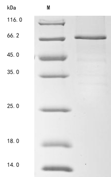 Recombinant Mouse Complement factor I (Cfi) - image 1
