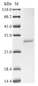 Recombinant Human Acetylcholine receptor subunit alpha (CHRNA1) , partial - image 1