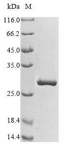Recombinant Tetronarce californica Acetylcholine receptor subunit alpha (CHRNA1) , partial - image 1
