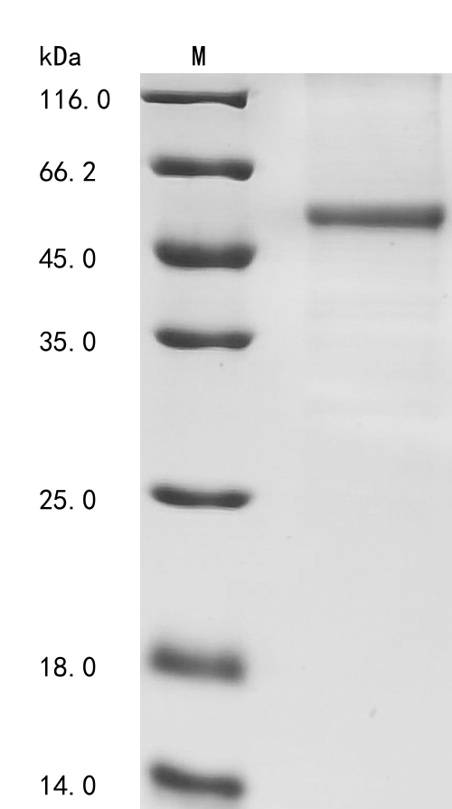 Recombinant Mouse CREB/ATF bZIP transcription factor (Crebzf) - image 1