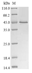 Recombinant Human Cytokine receptor-like factor 1 (CRLF1) - image 1