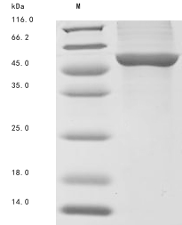 Recombinant Mycobacterium tuberculosis Lanosterol 14-alpha demethylase (cyp51) - image 1