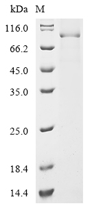 Recombinant Mouse Desmoglein-3 (Dsg3) , partial - image 1