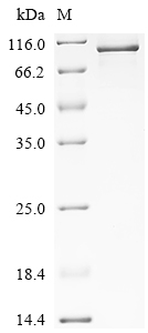Recombinant Human Elongation factor 2 (EEF2) - image 1