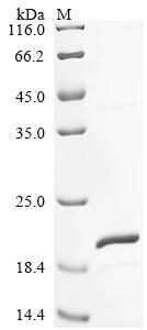 Recombinant Chicken Fibroblast growth factor 2 (FGF2) - image 1