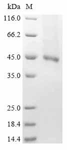 Recombinant Human Receptor-type tyrosine-protein kinase FLT3 (FLT3) , partial - image 1