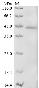 Recombinant Human Receptor-type tyrosine-protein kinase FLT3 (FLT3) , partial - image 1