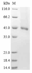 Recombinant Human Receptor-type tyrosine-protein kinase FLT3 (FLT3) , partial - image 1