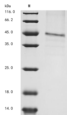 Recombinant Mouse GDNF family receptor alpha-1 (Gfra1) - image 1