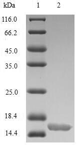 SDS-PAGE- Recombinant protein Human GLP1R